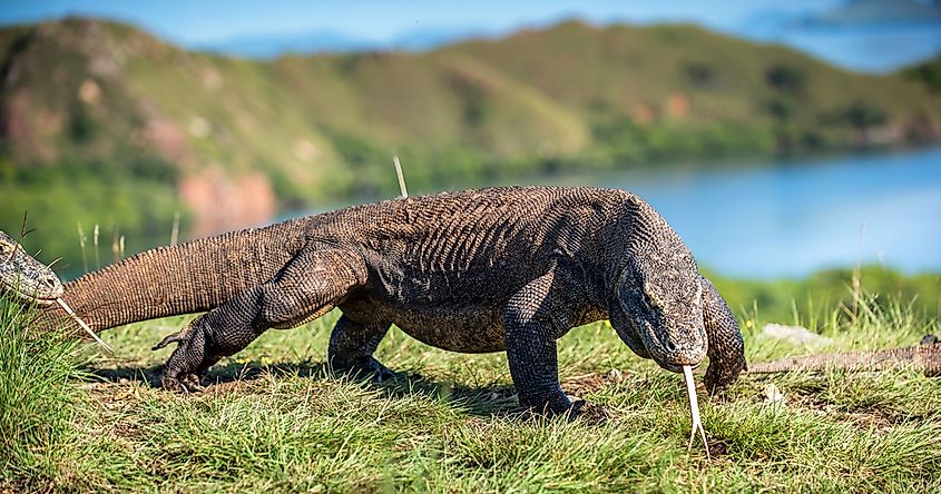 Komodo dragon.
