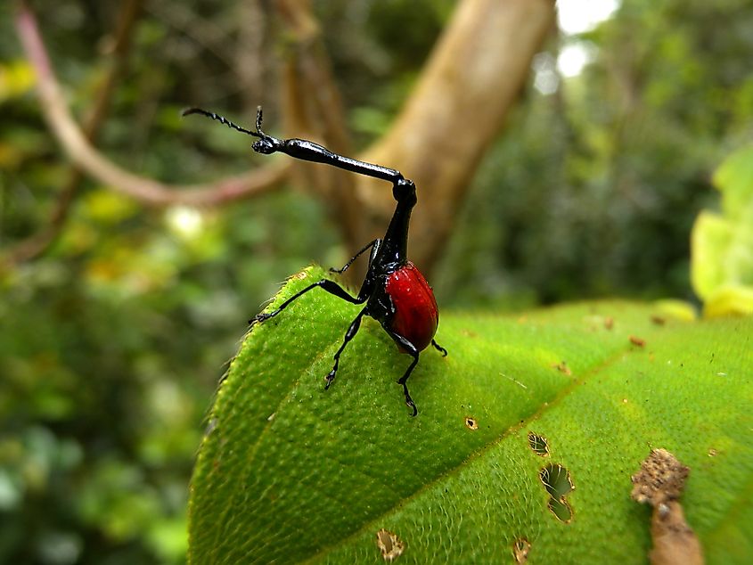 Giraffe weevil, Andasibe, Madagascar