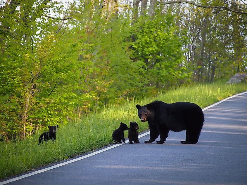 Black bear female with cubs on the road in Shenandoah National Park, Virginia.