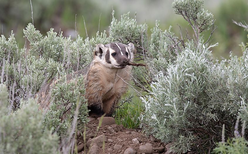 An American badger with a stick in its mouth.