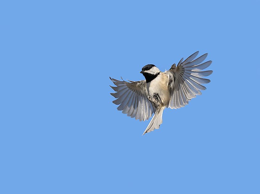 Carolina Chickadee in flight
