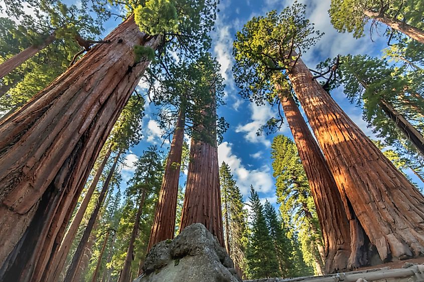 Sequoias in California view from below at Mariposa Grove of Yosemite.