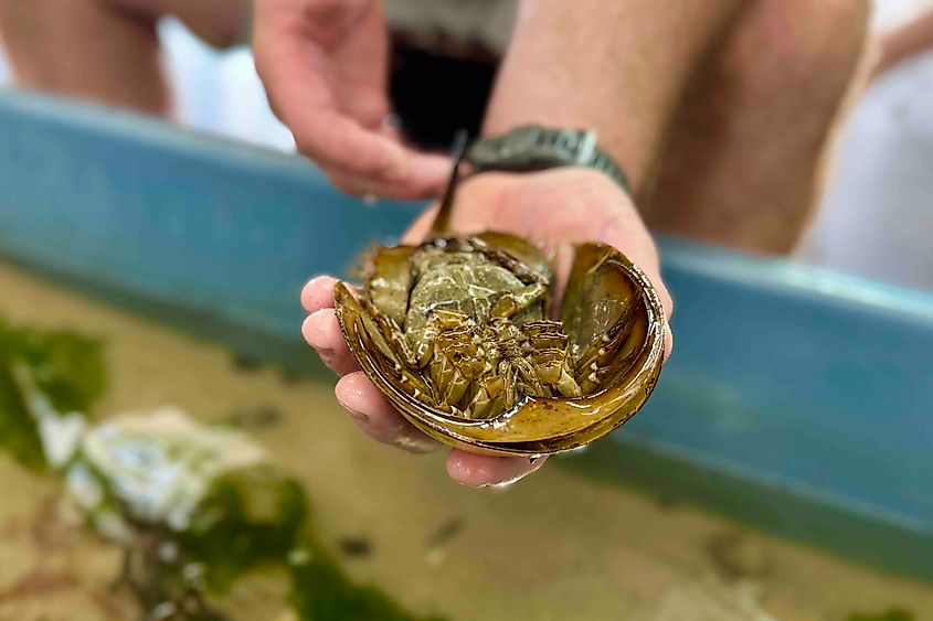 Wachapreague Virginia Institute of Marine Science’s open houses Image credit Bryan Dearsley