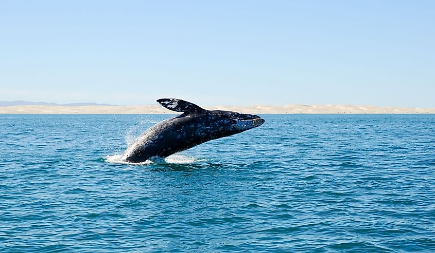 Breaching gray whale 