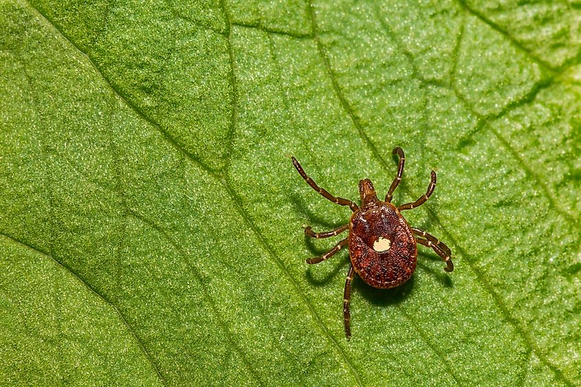 Close-up of a Lone Star Tick (Amblyomma americanum) on a leaf. Image Credits: Jay Ondreicka via Shutterstock