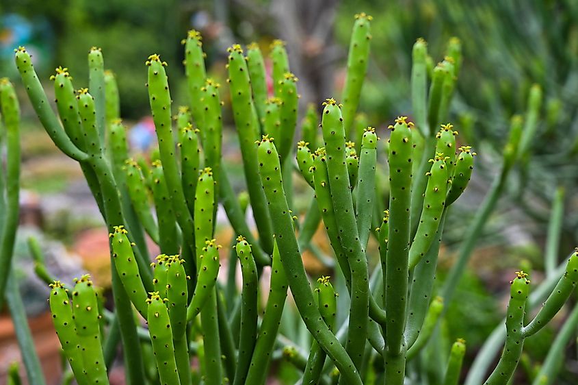 Pencil cactus.