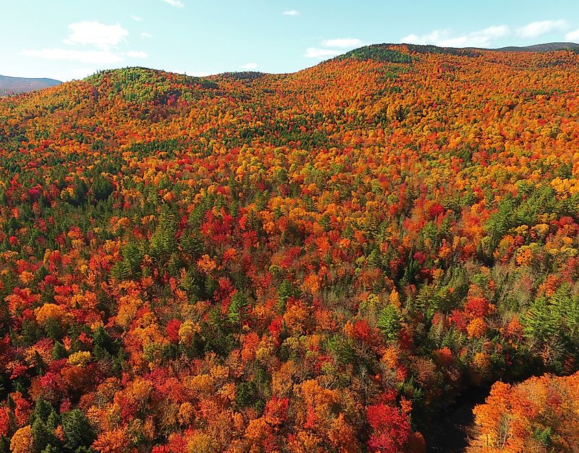 Aerial view of fall tree colors in Maine. Bright autumn foliage.