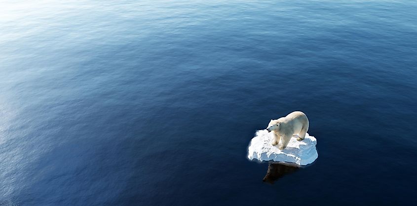 A polar bear on an ice floe in the Arctic Ocean.