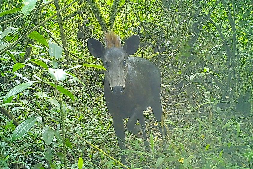 A rare Abbott's duiker, near Mount Kilimanjaro in Tanzania.