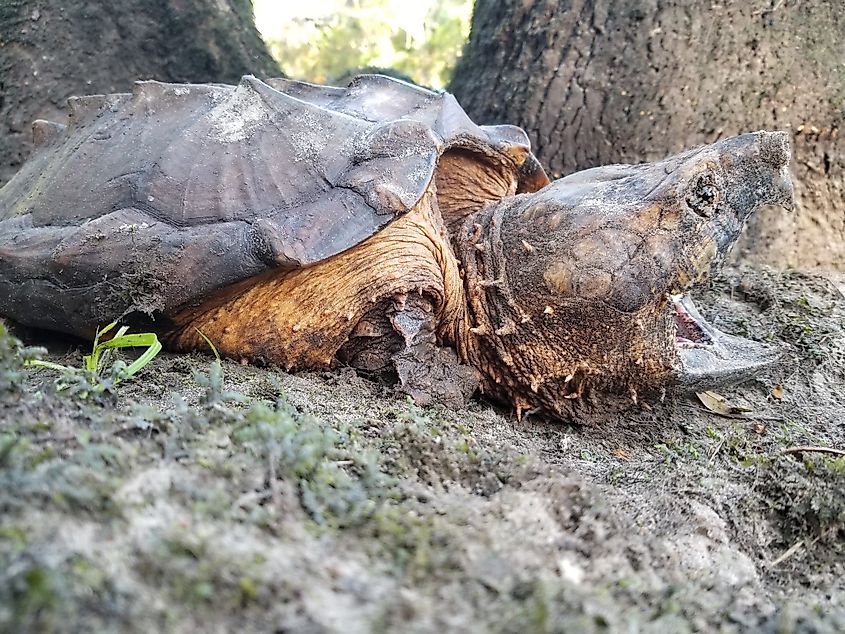 Suwannee alligator snapping turtle (Macrochelys suwanniensis).