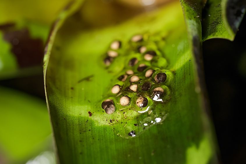 A clutch of eggs from the golden poison frog on a leaf.