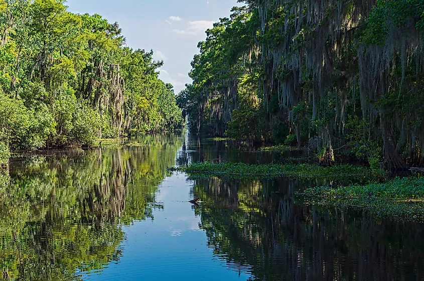 The Mississippi River running through Jean Lafitte National Park and Preserve.