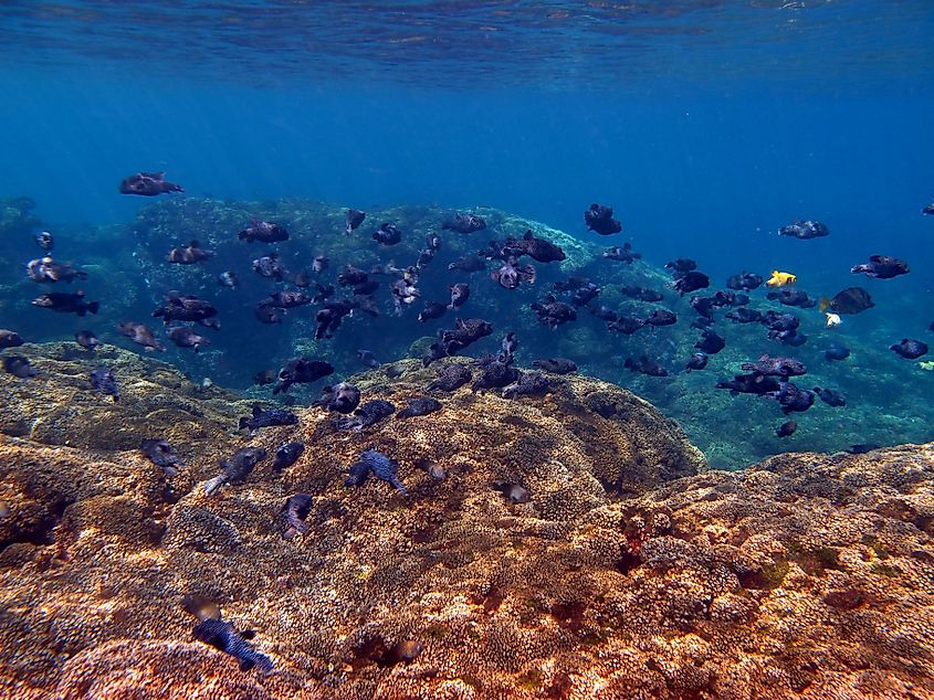 Marine Life in Mexico.