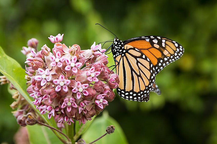 A monarch butterfly feeding on the nectar of milkweed.