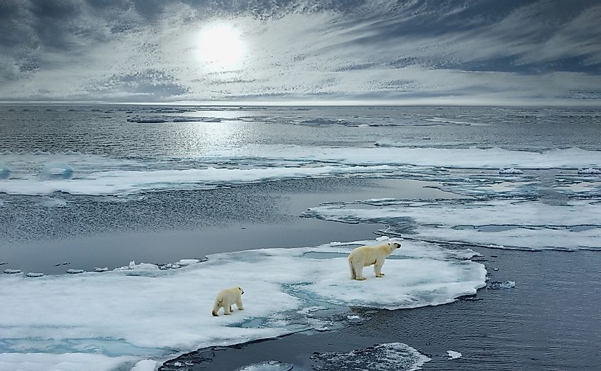 Polar bears in Arctic Ocean