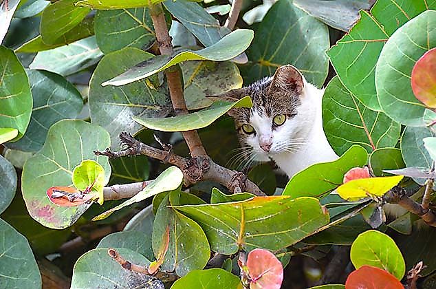 cat old san juan