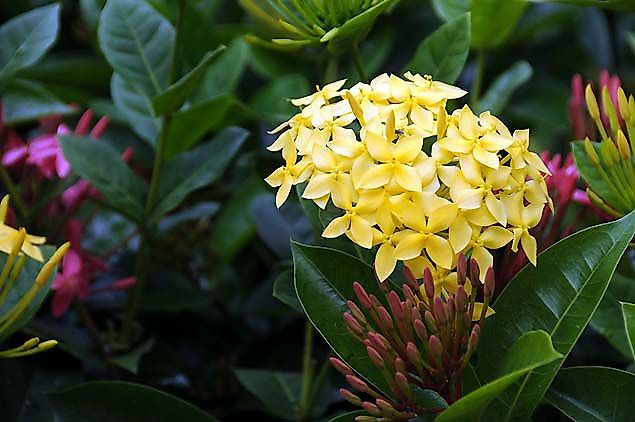 yellow flower in old san juan