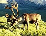 Caribou