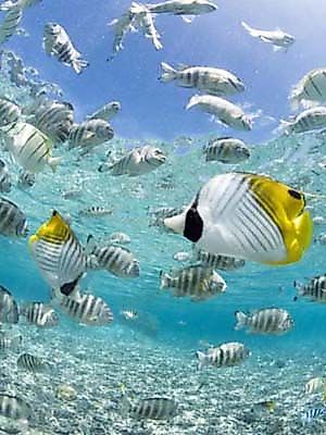 Tropical Fish in Bora-Bora Lagoon