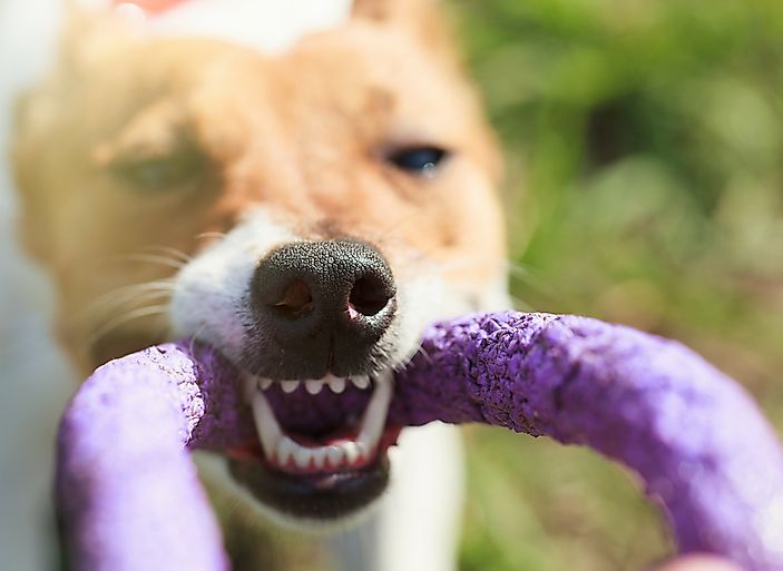 Animal Sense Of Smell Chart