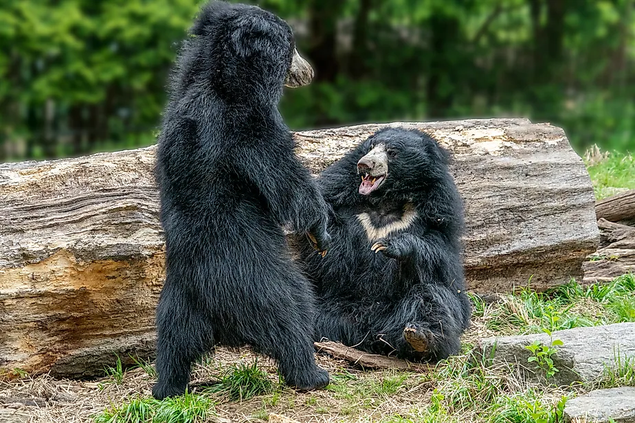 sloth bears while fighting and playing
