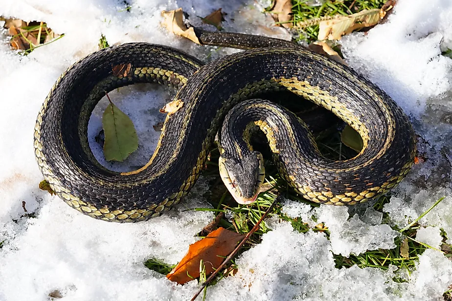 Common Garter snake slithering through the Autumn Fall cold snow ground outside of Oshkosh, Wisconsin 
