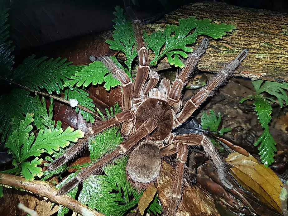 Goliath birdeater (Theraphosa blondi) to the tarantula family Theraphosidae. Near Presidente Figueiredo, Amazon, Brazil