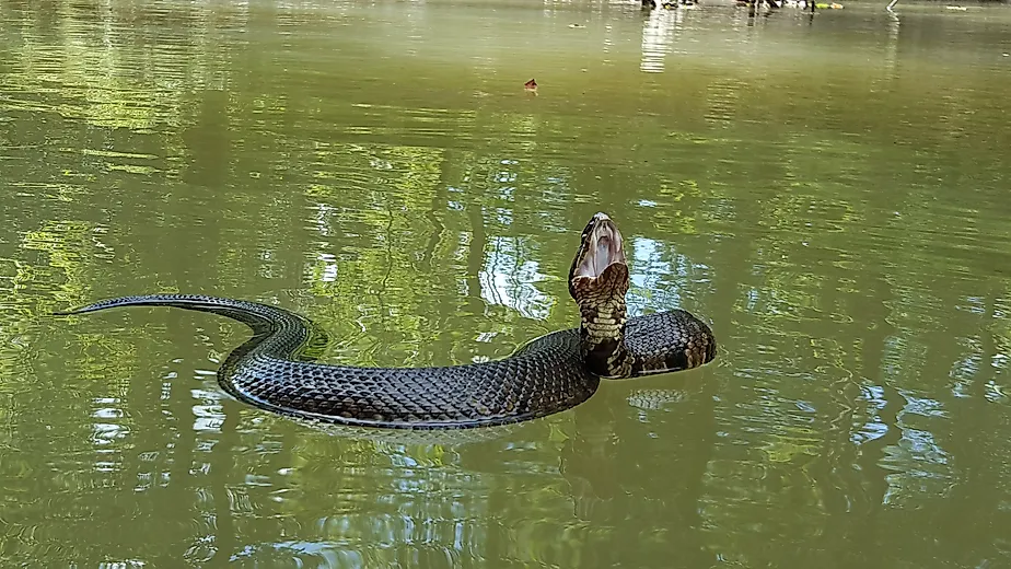 The venomous cottonmouth is a common species in Alabama's rivers.