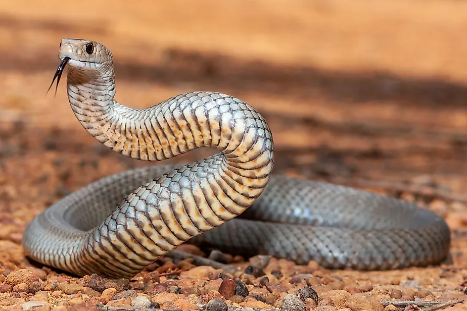 Australian Eastern Brown Snake in defence stance