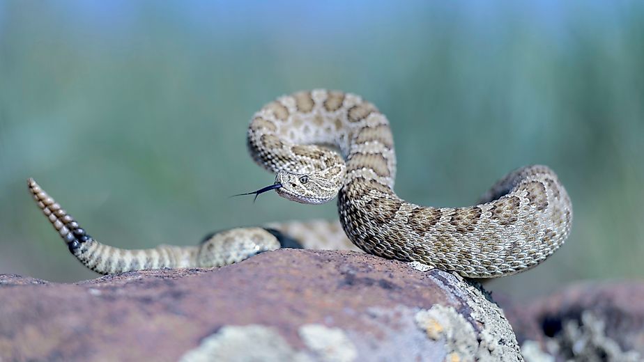 A beautiful prairie rattlesnake in striking pose.