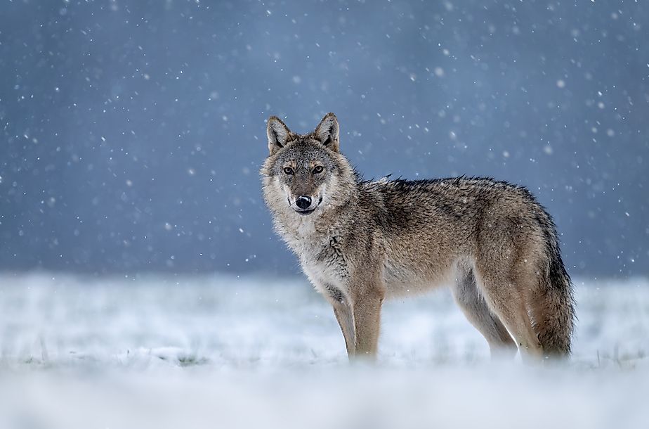 Close up shot of a gray wolf in snow.