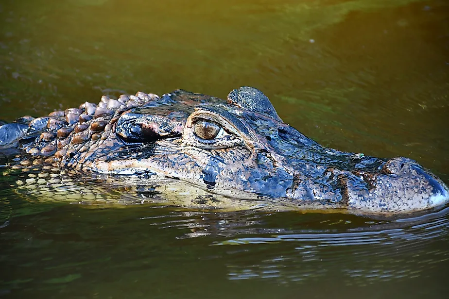 Black caiman (Melanosuchus niger)