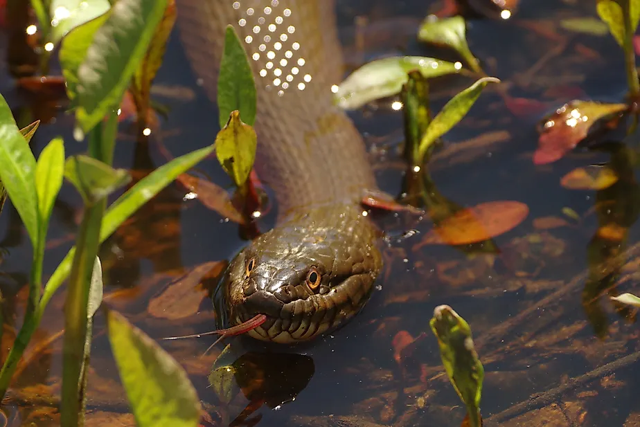 Northern watersnake swimming in shallow water.