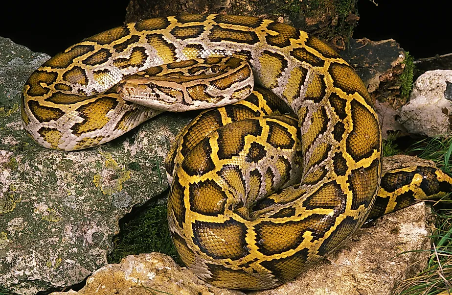 An Indian python (Python molurus). 
