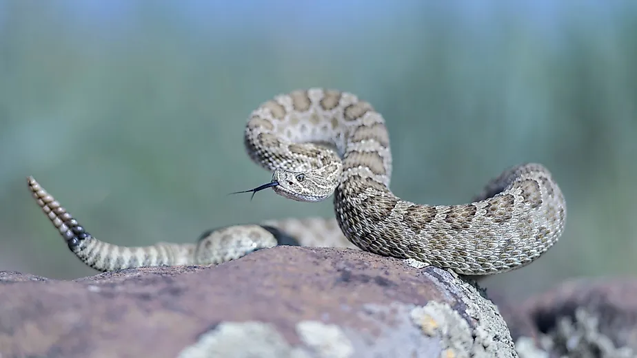 A gorgeous prairie rattlesnake on a rock.
