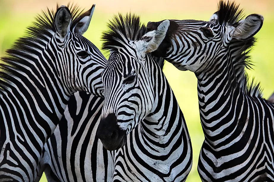 Three zebras.