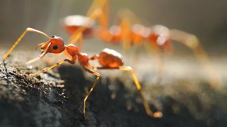 Red ants, often referred to as fire ants, are a group of several species known for their reddish appearance and painful stings.
