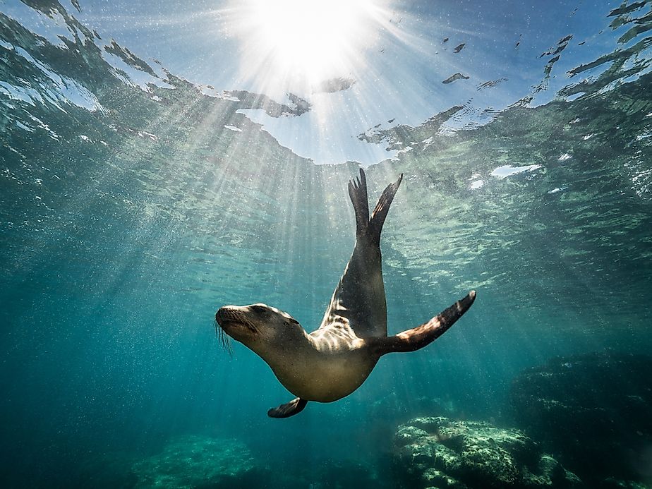 A California sea lion resting on a rock in the sunlight in Baja California.