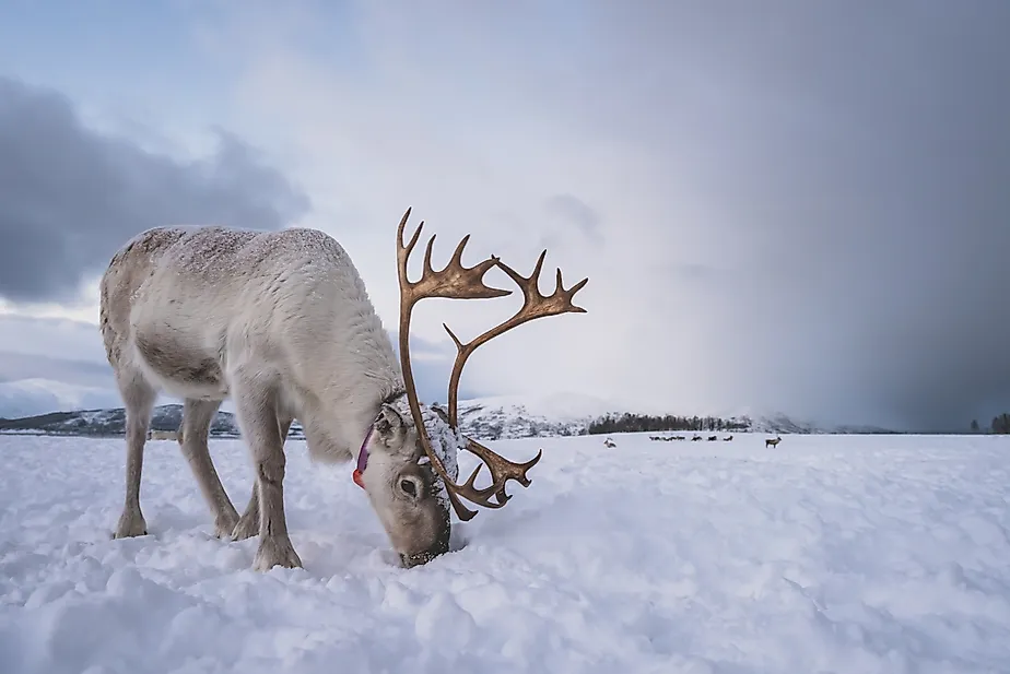 Caribou in snow