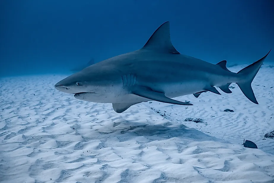 A bull shark (Carcharhinus leucas)