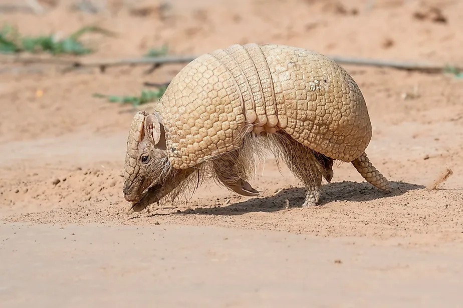 A Southern three-banded armadillo (Tolypeutes matacus)