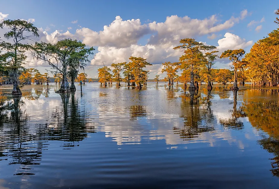 Bald cypress trees, Caddo Lake, Texas.