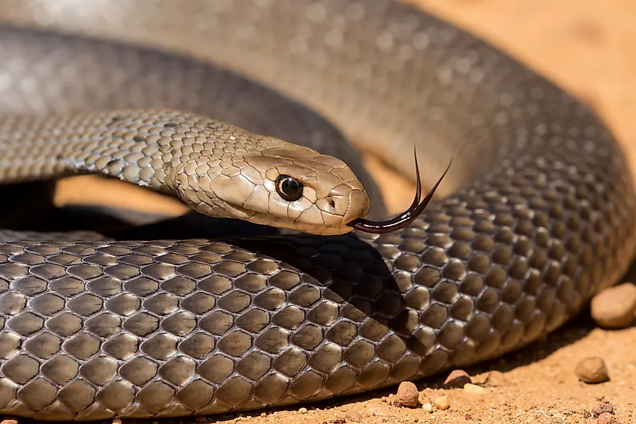 The eastern brown snake, found across Australia, is one of the fastest and most venomous snakes in the world.