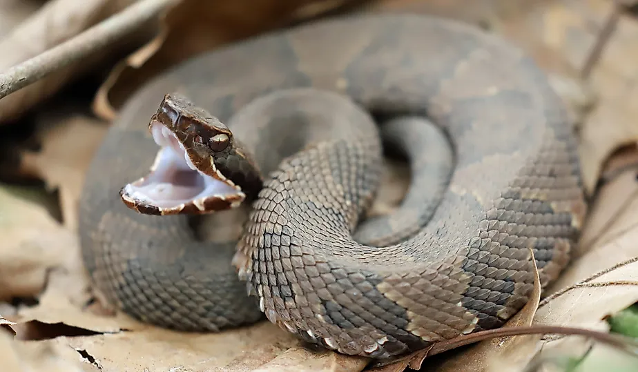 A coiled up Cottonmouth snake showing its white mouth.