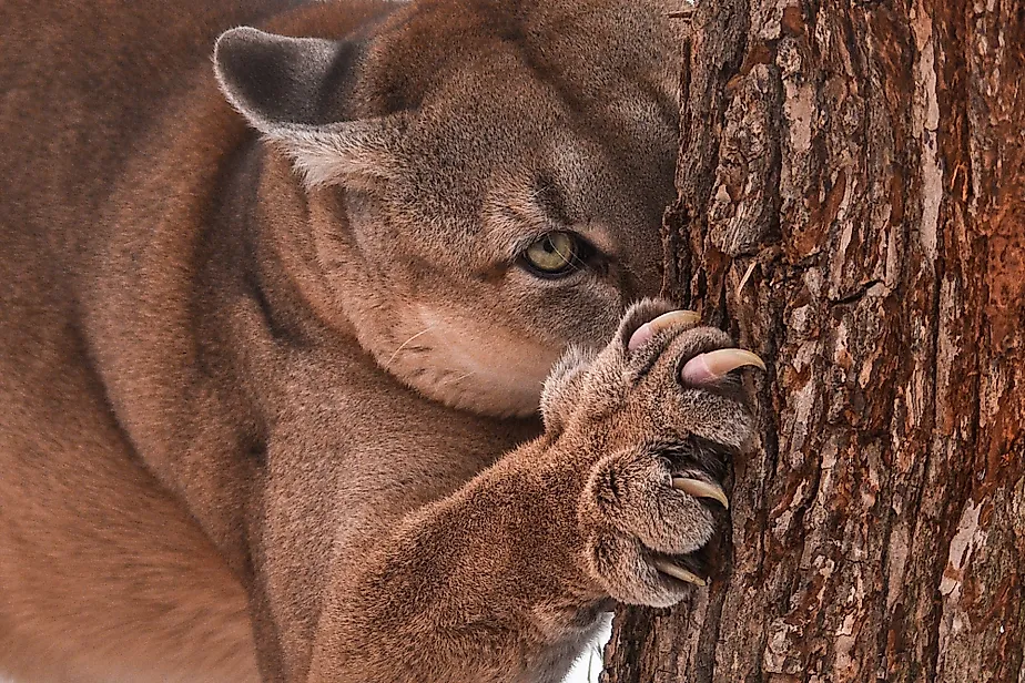 A mountain lion with sharp claws exposed.