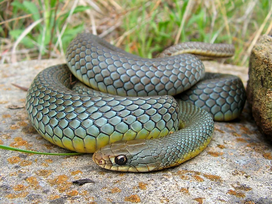 Eastern Yellow-Bellied Racer