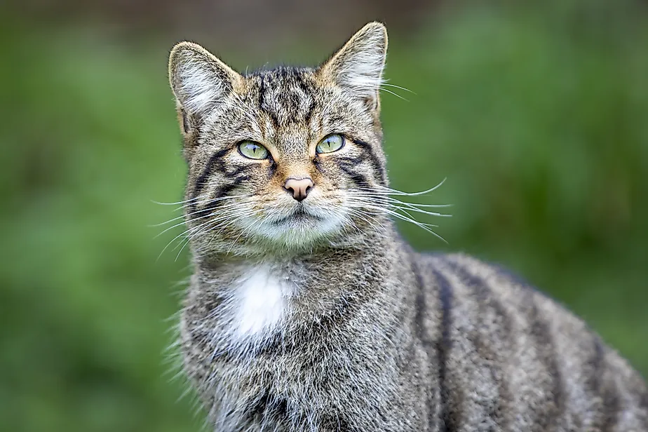 Portrait of a Scottish Wildcat.