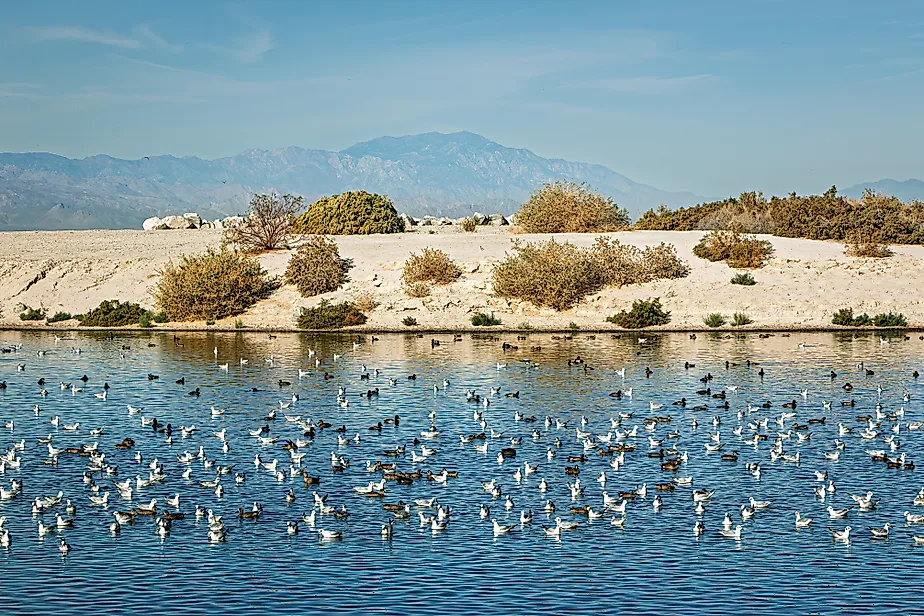 Migratory birds on the coastline of the Salton Sea during spring migration. Image Credits: MaryGavanPhotos via Shutterstock