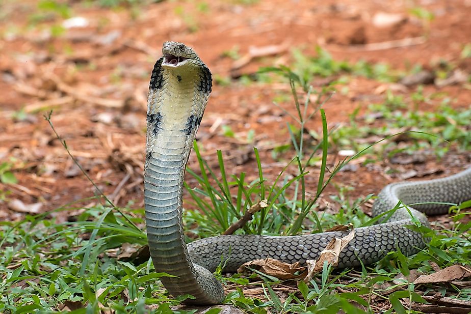 An angry King Cobra snake, one of the fastest snakes in the world.