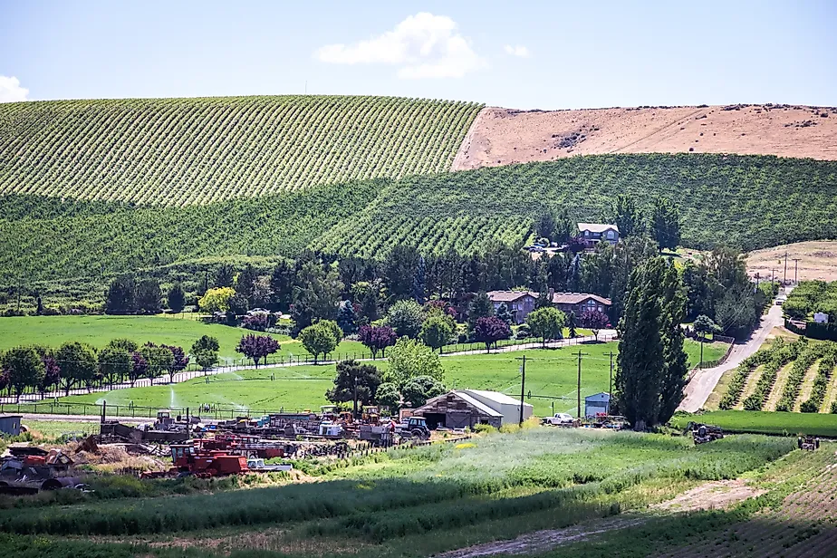 Vineyard near Yakima, Washington